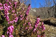 22 Erica in fiore